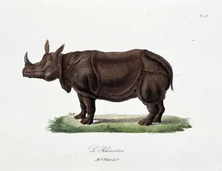 Placa de História Natural: Placa Zoológica representando Le Rhinoceros - em "Completes of Buffon" do naturalista Georges Louis Leclerc, Conde de Buffon (1707 - 1788). Gravura a partir de 1837.