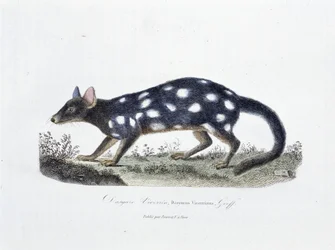 Placa de História Natural: Placa Zoológica representando o Dasyure Viverrin, Dasyurus Viverrinus - em "Completely Works of Buffon" do naturalista Georges Louis Leclerc, Conde de Buffon (1707 - 1788). Gravura a partir de 1837.