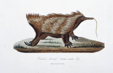 Placa de História Natural: Placa Zoológica representando a Echidne Australis (Echidna Australis) - em "Obras Completas de Buffon" do naturalista Georges Louis Leclerc, Conde de Buffon (1707 - 1788). Gravura a partir de 1837.
