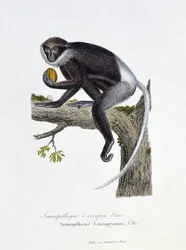 Placa de História Natural: Placa Zoológica representando o Semnopitheque White Rump, Semnopithecus Leucoprymnus, Otto - in "Completes of Buffon" do naturalista Georges Louis Leclerc, Conde de Buffon (1707 - 1788). Gravura a partir de 1837.