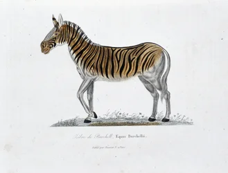 Placa de História Natural: Placa Zoológica representando o Zebra de Burchell, Equus Burchellii - em "Completely Works of Buffon" do naturalista Georges Louis Leclerc, Conde de Buffon (1707 - 1788). Gravura a partir de 1837.