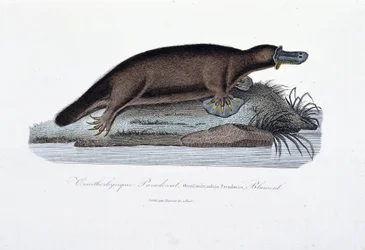 Placa de História Natural: Placa Zoológica representando o Paradoxal ornitológico (Ornithorhynchus Paradoxux), Blumenb - em "Obras de Buffon" do naturalista Georges Louis Leclerc, Conde de Buffon (1707 - 1788). Gravura a partir de 1837.