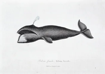 Placa de História Natural: Placa zoológica representando a baleia direita, Balaena boreal - em "Obras de Buffon" do naturalista Georges Louis Leclerc, Conde de Buffon (1707 - 1788). Gravura a partir de 1837.