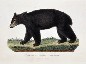Prancha de história natural: quadro zoológico representando o urso-negro-americano (Ursus americanus) - em «Obras de Buffon», do naturalista Georges Louis Leclerc, conde de Buffon (1707 - 1788). Gravura de 1837.