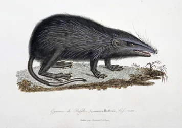 Placa de História Natural: Gráfico zoológico representando O Ginásio de Rifas, Gymnura Rafflesii, Esquerdos, homem - em "Completos de Buffon" do naturalista Georges Louis Leclerc, Conde de Buffon (1707 - 1788). Gravura a partir de 1837.