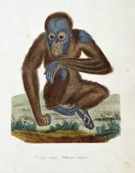 Placa de História Natural: Carta zoológica representando o Orang outan (orang outan, orang outang, orang outang), Pithecus satyrus - em "Completes of Buffon" pelo naturalista Georges Louis Leclerc, Conde de Buffon (1707 - 1788). Gravura a partir de 1837.