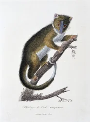 Placa de História Natural: Carta zoológica representando o Falanger de Cook (Phalangista Cookii) - em "Obras de Buffon" do naturalista Georges Louis Leclerc, Conde de Buffon (1707 - 1788). Gravura a partir de 1837.