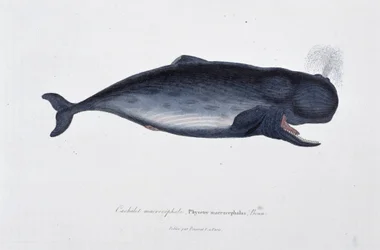 Placa de História Natural: Carta zoológica representando o cachalote macrocefálico, Physeter macrocephalus, Bonn - em "Obras de Buffon" do naturalista Georges Louis Leclerc, Conde de Buffon (1707 - 1788). Gravura a partir de 1837.