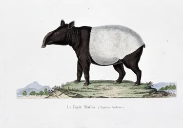 Placa de História Natural: Carta Zoológica representando Le Tapir Maiba (Tapirus Indicus) - em "Obras de Buffon" do naturalista Georges Louis Leclerc, Conde de Buffon (1707 - 1788). Gravura a partir de 1837.