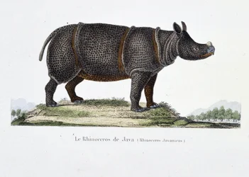 Placa de História Natural: Carta zoológica representando o Rinoceronte de Java (Rhinoceros Javanicus) - em "Completely Works of Buffon" do naturalista Georges Louis Leclerc, Conde de Buffon (1707 - 1788). Gravura a partir de 1837.