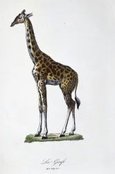 Placa de História Natural: Carta zoológica representando a girafa - em "Completes of Buffon" do naturalista Georges Louis Leclerc, Conde de Buffon (1707 - 1788). Gravura a partir de 1837.