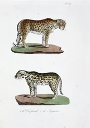 Quadro de história natural: Quadro zoológico representando 1. O Leopardo e 2. Le Jaguar - em "Obras Completas de Buffon" do naturalista Georges Louis Leclerc, Conde de Buffon (1707 - 1788). Gravura a partir de 1837.