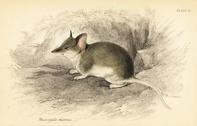 Dunnart comum, Sminthopsis murina. ,1841 (gravura)