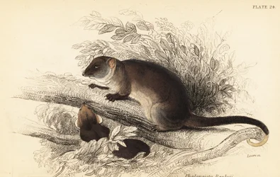 Possum-de-cauda-anelada-comum, Pseudocheirus peregrinus, 1841