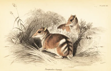 Bandicoot barrado oriental, Perameles gunnii.,1841 (gravura)