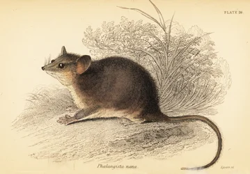 Gambá pigmeu oriental, Cercartetus nanus,1841 (gravação)