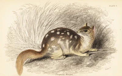 quoll oriental, guaxinim Dasyurus. Ameaçadas de extinção. ,1841 (gravura)