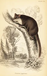 Planador Feathertail, Acrobates pygmaeus. ,1841 (gravura)