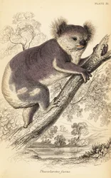 Koala, Phascolarctos cinereus.,1841 (engraving)