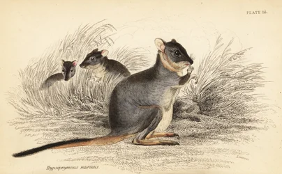 Potoroo de pés longos, longipes motoresos. Vulneráveis.,1841 (gravura)