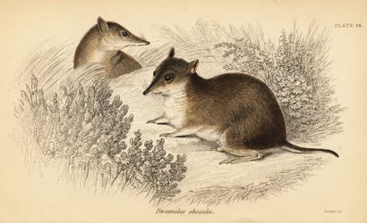 Bandicoot marrom do sul, Isoodon obesulus. Ameaçadas de extinção. ,1841 (gravura)