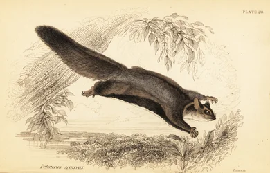Esquilo planador, Petaurus norfolcensis.,1841 (gravura)