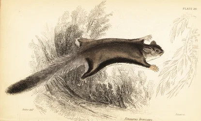 Planador de açúcar, Petaurus breviceps., 1841 (gravura)