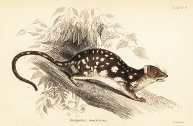 Tiger quoll, Dasyurus maculatus.,1841 (gravura)