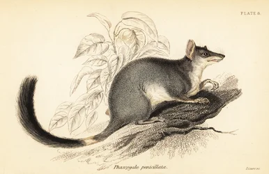 Tuan ou wambenger comum, Phascogale tapoatafa. ,1841 (gravura)