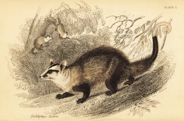Gambá de orelhas brancas, Didelphis albiventris. ,1841 (gravura)