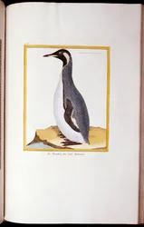 Um pinguim, Ilhas Falkland, de "Histoire Naturelle des Oiseaux", 1770-86