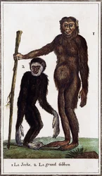 Jocko, chimpanzé ou gibão, ilustração de Histoire naturelle, de Georges-Louis Leclerc Count of Buffon (1707-1788), gravura em aguarela