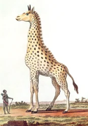 desenho de uma girafa macho fantástica