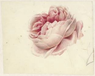 Rosa vermelha