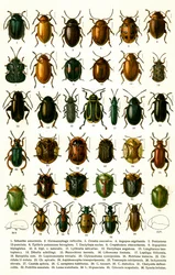 Antique Print of Varieties of European Beetles, c.1910 (cromolitografia)