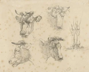 Folha de estudo com quatro cabeças de vaca e as pernas de uma vaca