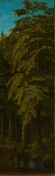 Vista de uma floresta, c.1505-1515 (óleo sobre painel)