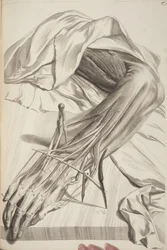 Anatomia do corpo humano por Govard Bidloo, 1685