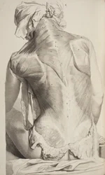 Anatomia do corpo humano por Govard Bidloo, 1685
