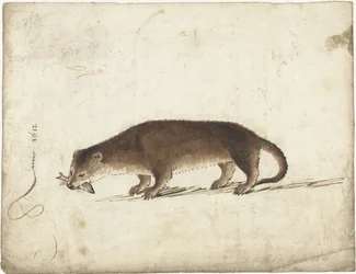 Lontra com um peixe na boca