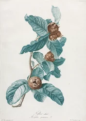 Nespereira cultivada (Mespilus germanica)