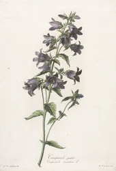Flores tiradas da natureza: Bellflower