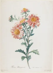 Margarida, de Flores desenhadas da natureza, c. 1800