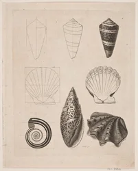 Lousa com caracóis