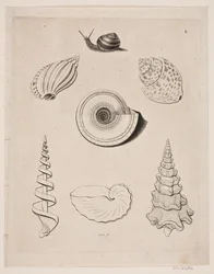 Lousa com caracóis