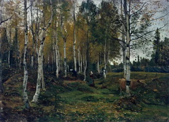 Floresta de bétulas no outono