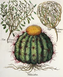 1.Melocactus; 2.Rosa Hiericontea aberta; 3.Rosa Hiericontea concluir da Eystettensis por Basil Besler (1561-1629), pub. 1613