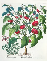 1.Solanum originando; 2.Amaracus são populares, a partir do Eystettensis por Basil Besler (1561-1629), pub. 1613