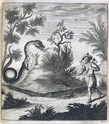Um Dragão Temeroso, c.1660