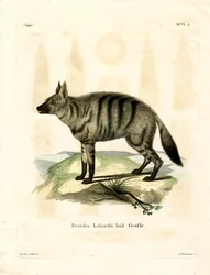 Aardwolf (gravura colorida)